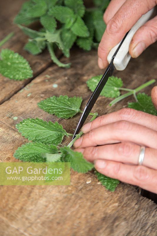 Removing leaves from cuttings of Catmint (Nepeta mussinii)