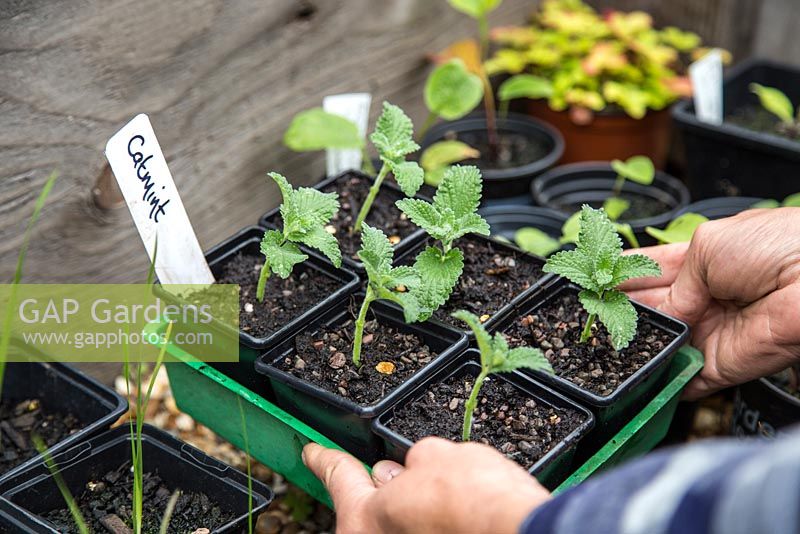 Placing Catmint - Nepeta mussinii cuttings in coldframe