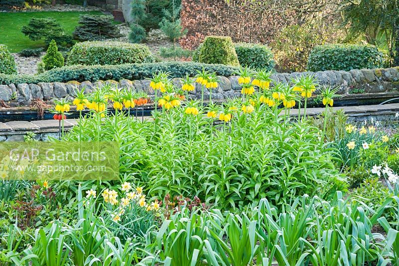 Crown imperials, Fritillaria imperialis, in yellows and oranges dominate planting in the Canal Garden in April, surrounded by narcissi and pulmonarias and mounds of new delphinium foliage. The pinetum is seen beyond the raised canal