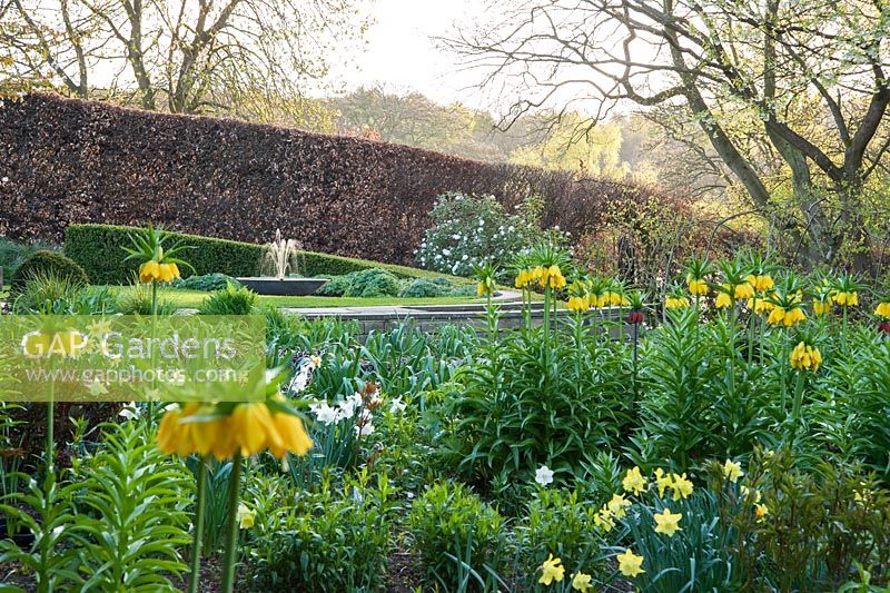 Bed in the Canal Garden is full of crown imperials, Fritillaria imperialis, narcissi and pulmonarias, with water feature glimpsed beyond, the focal point of Sybil's Garden, designed by Alistair Baldwin in 2005. 