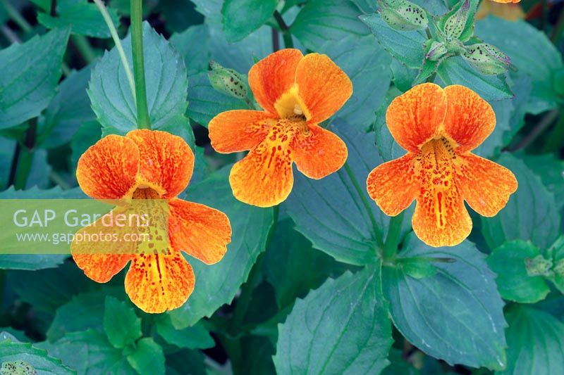Mimulus 'Orange Glow', suitable for bog-gardens and the edge of streams