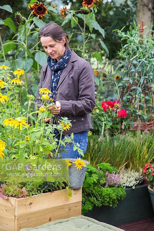 Woman deadheading Rudbeckia 'Prairie Sun' in a small suburban garden