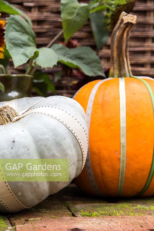 Colourful ribbons wrapped around pumpkins
