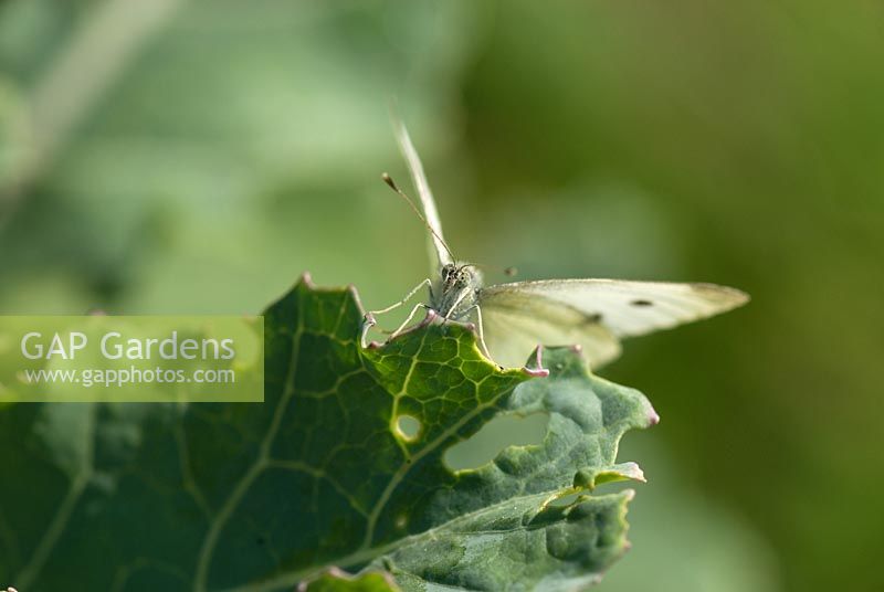 Cabbage white butterfly on cabbage - Pieris brassicae