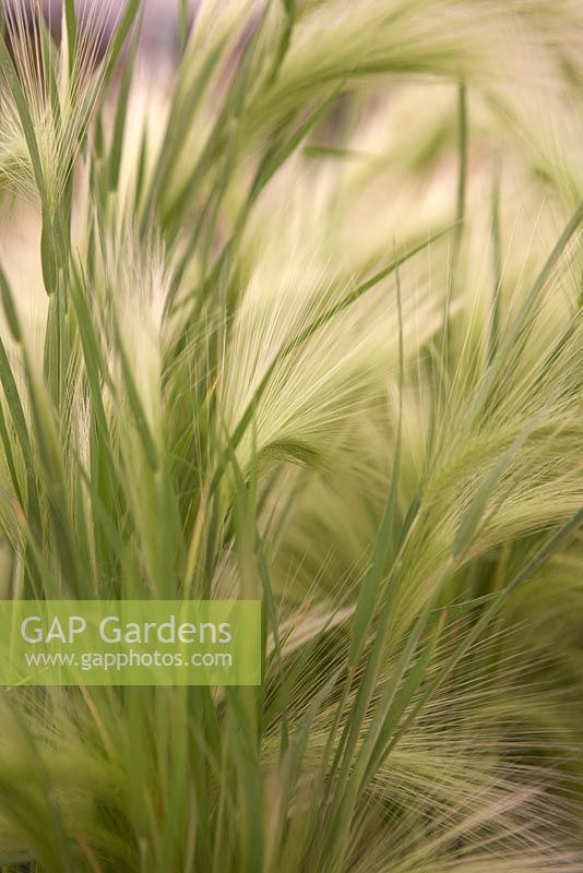 Hordeum jubatum (Squirrel Tail grass). RHS Hampton Court Flower Show 2013.