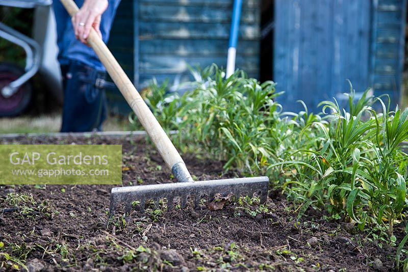 Woman raking vegetable patch in allotment