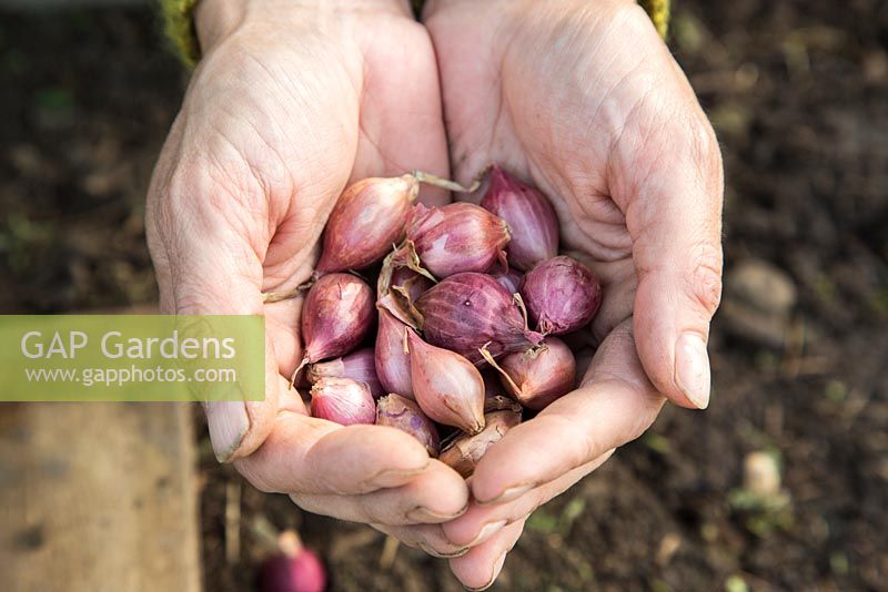 Onion 'Electric' bulbs held in hands