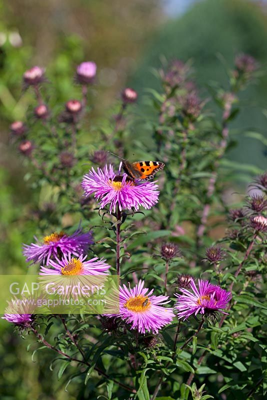 Aster novae - angliae 'Sayer's Croft' and Small Tortoiseshell butterfly