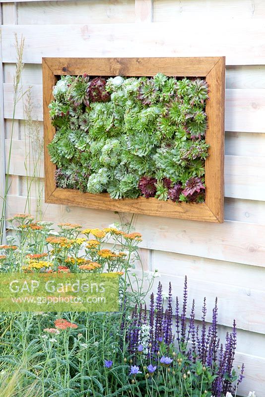 Vertical gardening - Sempervivum in frame mounted on wall