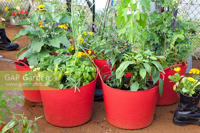 Vegetables and Herbs in containers, Capsicum annuum, Ocimum basilicum, Solanum melongena and Pisum sativum 'Shiraz'
