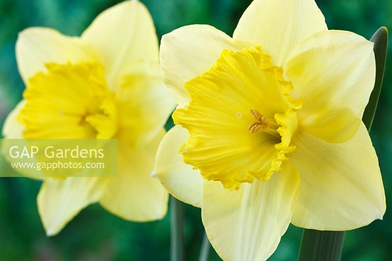 Narcissus  'Saint Patrick's Day'  Daffodil  Division 2 Large-cupped  