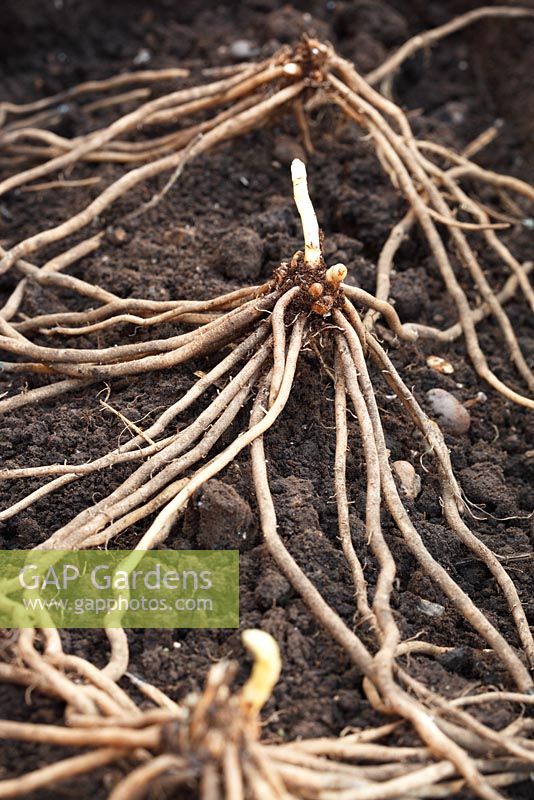 Asparagus officinalis  'Ariane'  Crowns being planted in a trench ready for covering, April
