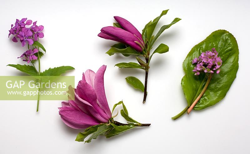 Spring flowering plants - Bergenia 'Morgenrote', Lunaria annua and Magnolia 'Susan'