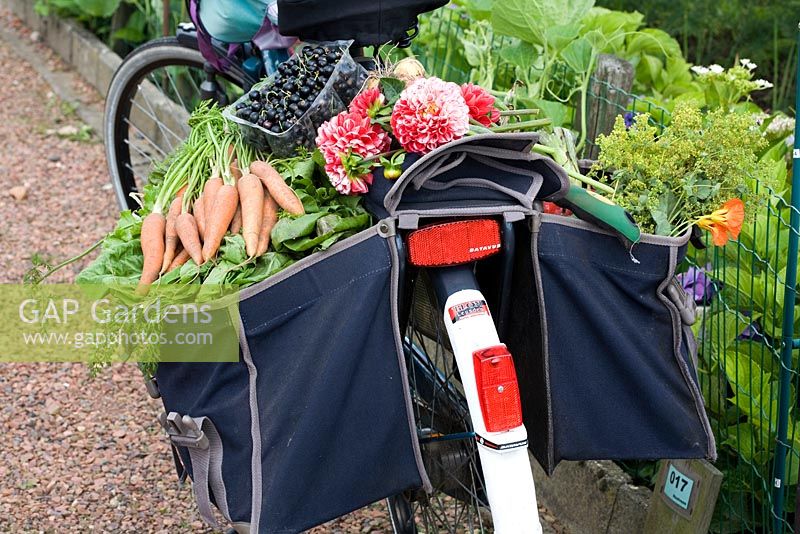 Bicycle with flower and vegetable harvest