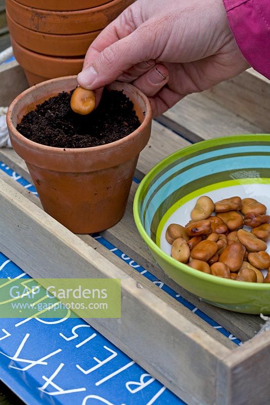 Sowing broad beans