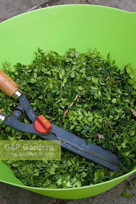 Buxus trimmings