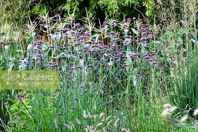 Vegetable Garden  -  Verbena bonariensis, Molinia 'Windspiel' backed by sweetcorn 