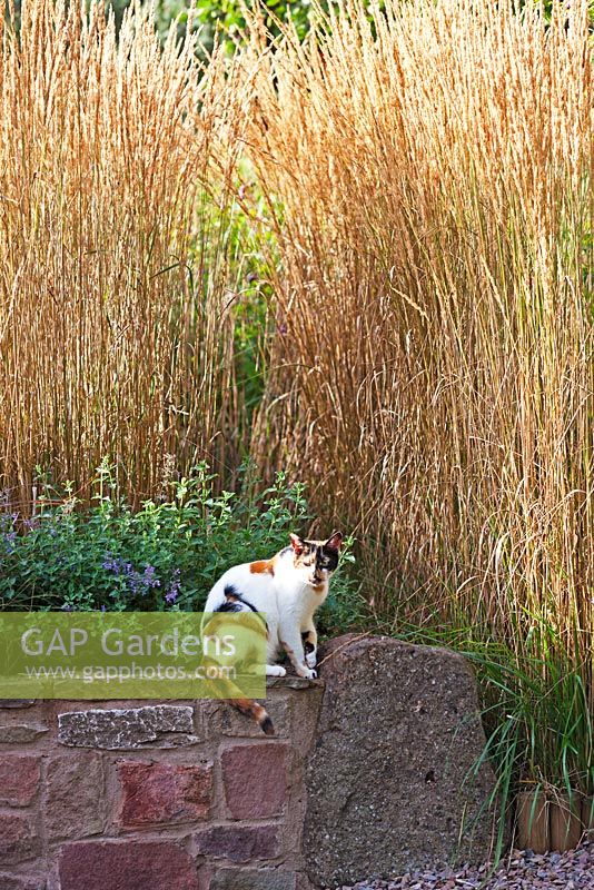 Mia the cat sitting on wall of the Grasses Terrace. Calamagrostis x acutiflora 'Karl Foerster'