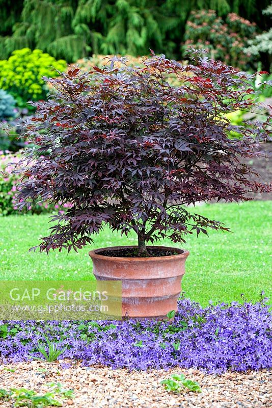 Acer palmatum Atropurpureum in container with Campanula poscharskyana Blue Waterfall at base.