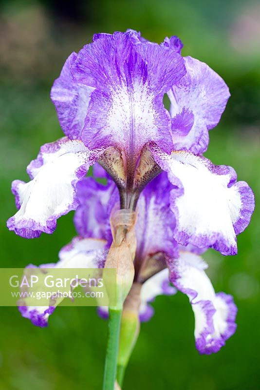 Iris Dancer's Veil, Bearded Iris. June, Perennial. 