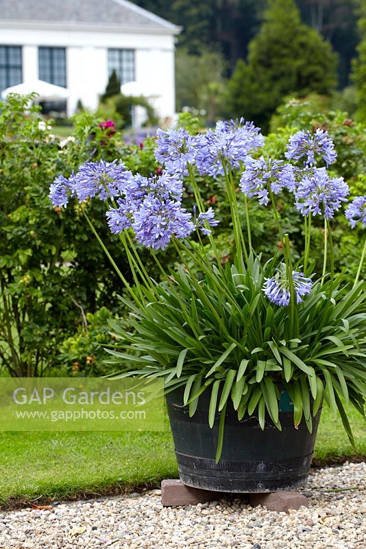 Agapanthus 'Marianne' in raised container