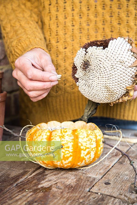 Removing sunflower seeds from sunflower and adding to hollow Pumpkin
