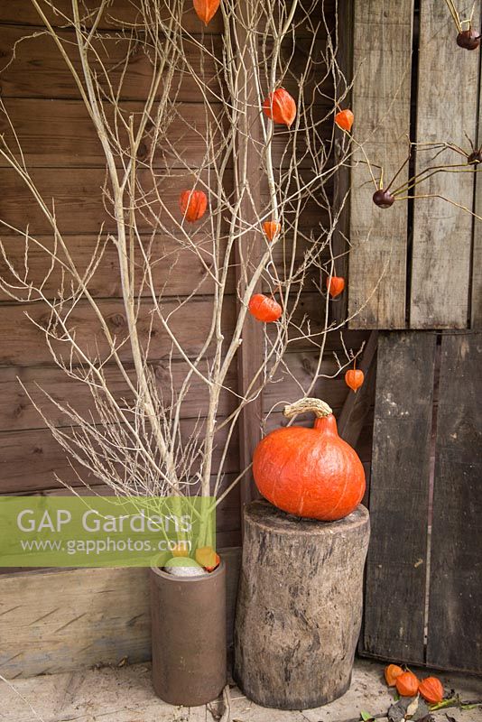 Display with Pumpkin, Physalis and Conker spiders