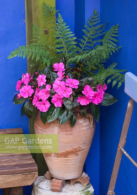 Small town garden - Courtyard with cobalt blue walls and container planted with new guinea busy lizzies in shocking pink