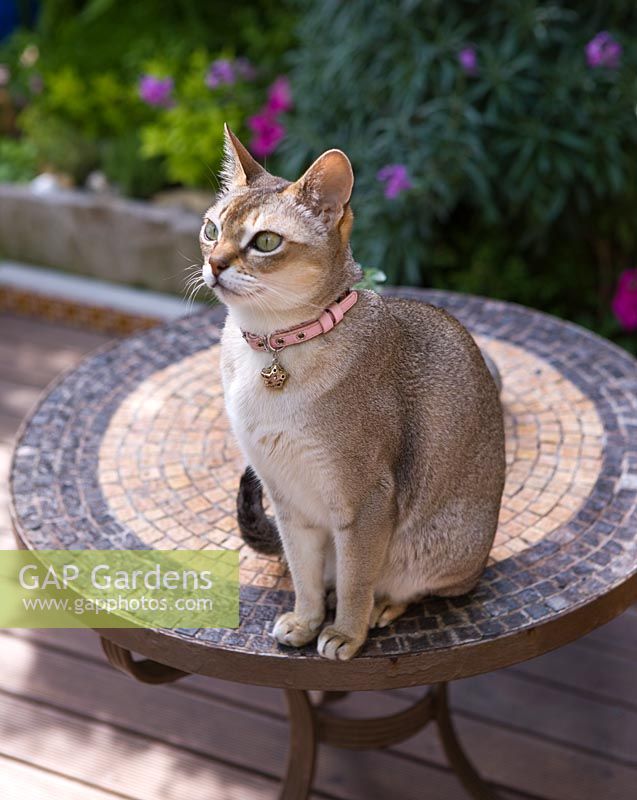 Mixie the Abyssinian cat sitting on garden table. Small town garden, Brighton, UK 