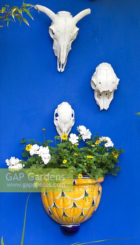 Blue wall with white decorative animal skulls and wall mounted ceramic pot. Small town garden, Brighton, UK 