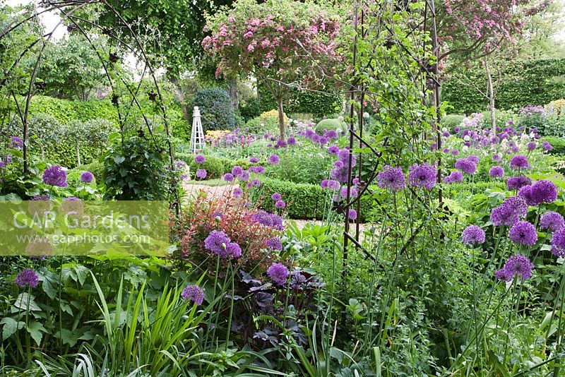 Extensive planting of Alliums with Pink Hawthorn and decorative wooden obelisk in formal country garden