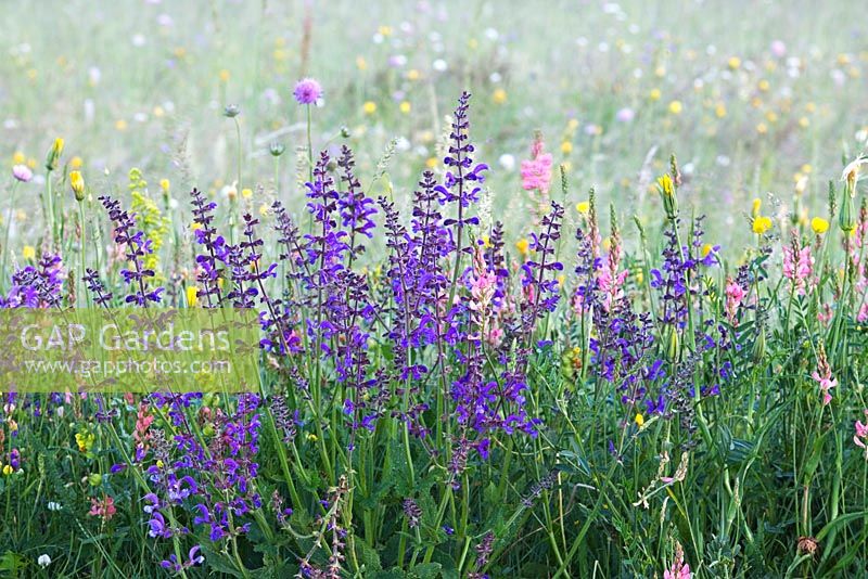 Salvia pratensis and Onobrychis viciifolia - Sainfoin growing in wildflower meadow. Monti Sibillini, Italy