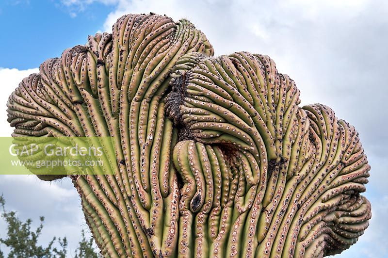 Carnegia gigantea cristata - saugaro cactus, crested, Desert Museum, Tucson Arizona
