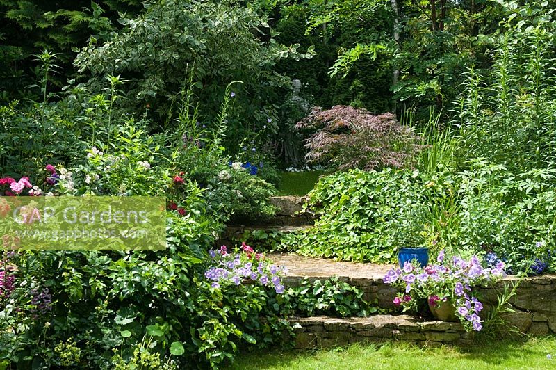 Stone steps  with petunias in flower pots leading to hidden part of the garden with small acer, thujas; cornus and  classic style statue of young lady. 