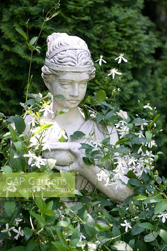 Garden sculpture covered by Clematis chinensis.