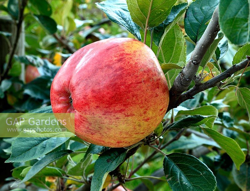 Malus domestica - Apple 'Dr. Clifford' 