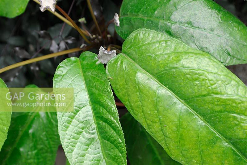 Dorstenia Elata - Congo Fig leaves