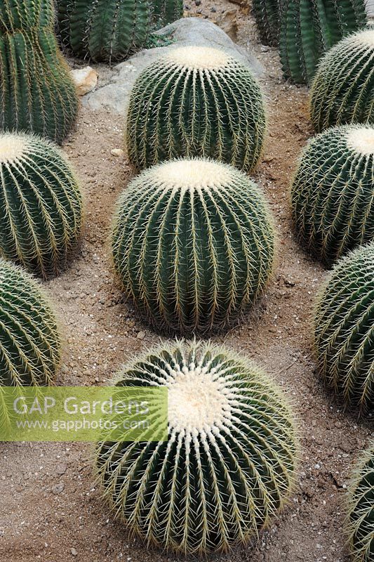 Echinocactus Grusonii - Golden Ball Cactus