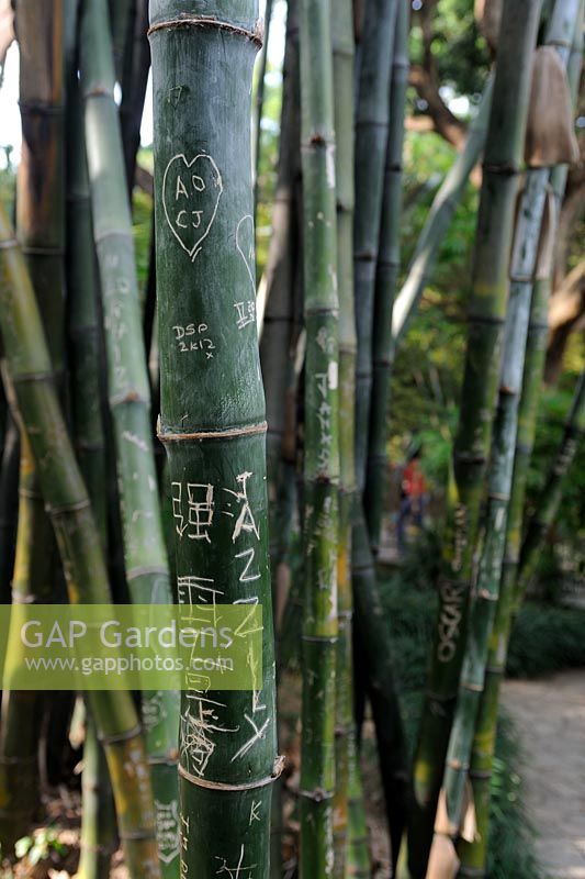 Bamboo gardens with multi-lingual grafitti. 