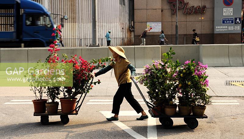 An elderly lady shifts Bougainvillea plants on trolleys along the road. Mong Kok Flower Market, Hong Kong