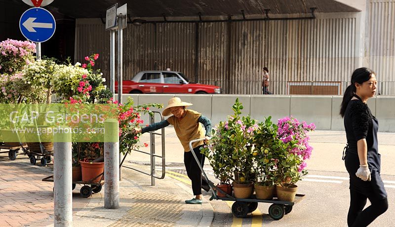 An elderly lady shifts Bougainvillea plants on trolleys along the road. 