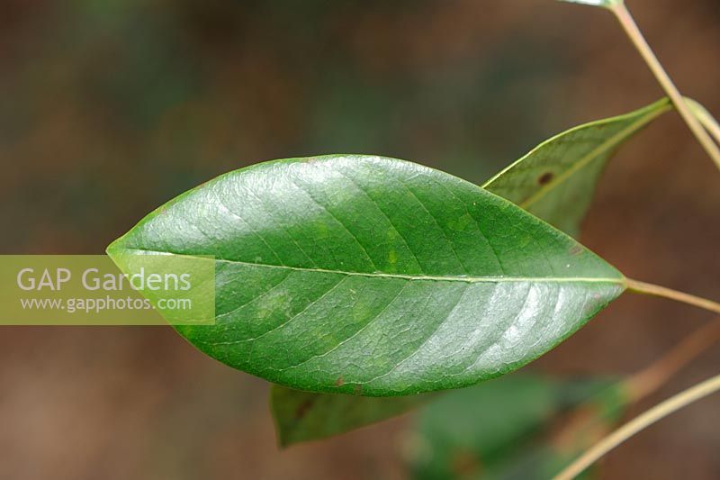 Symplocos lancifolia - Smooth-leaved Sweet-leaf 