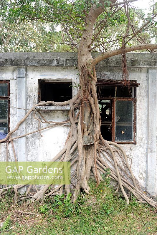 A Banyan tree takes over a house. 