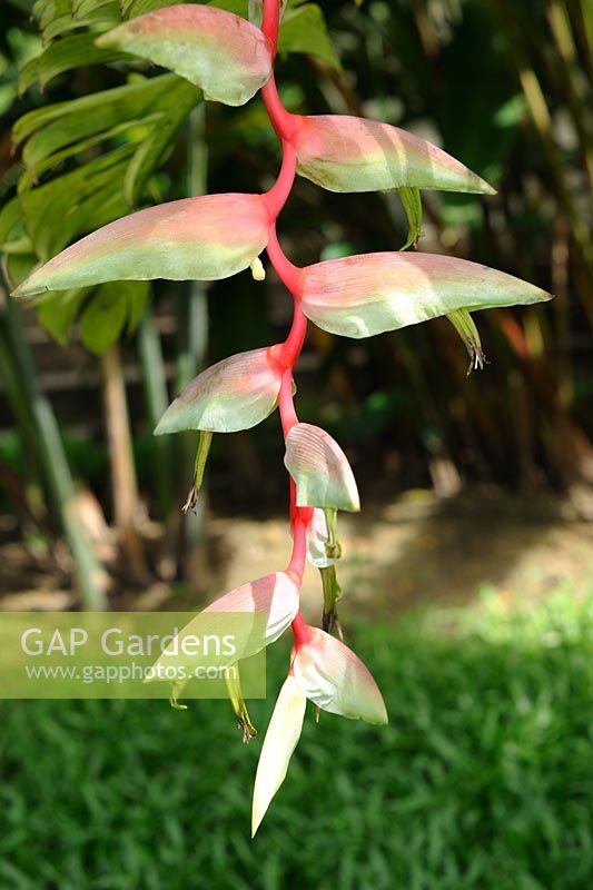 Heliconia Chartacea 'Sexy Pink'