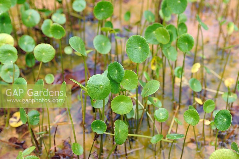 Centella Asiatica. Often used in culinary dishes in Asia, and said to have medicinal usages.  