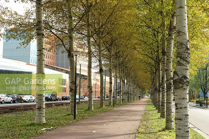 Betula - Birch trees line a cycle path in the south of the city of Amsterdam 
