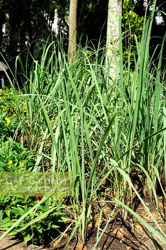 Cymbopogon citratus - Lemon grass. 