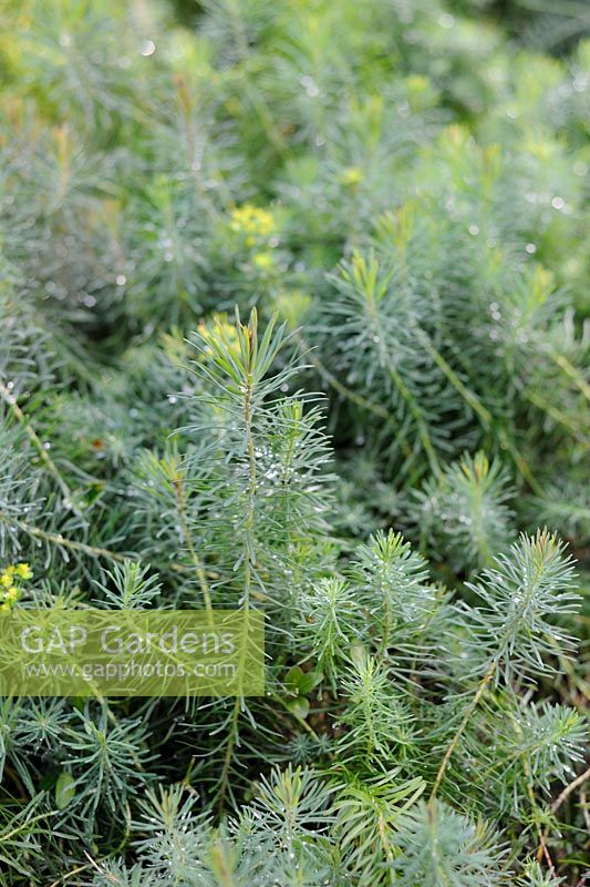 Euphorbia characias - Mediterranean Spurge