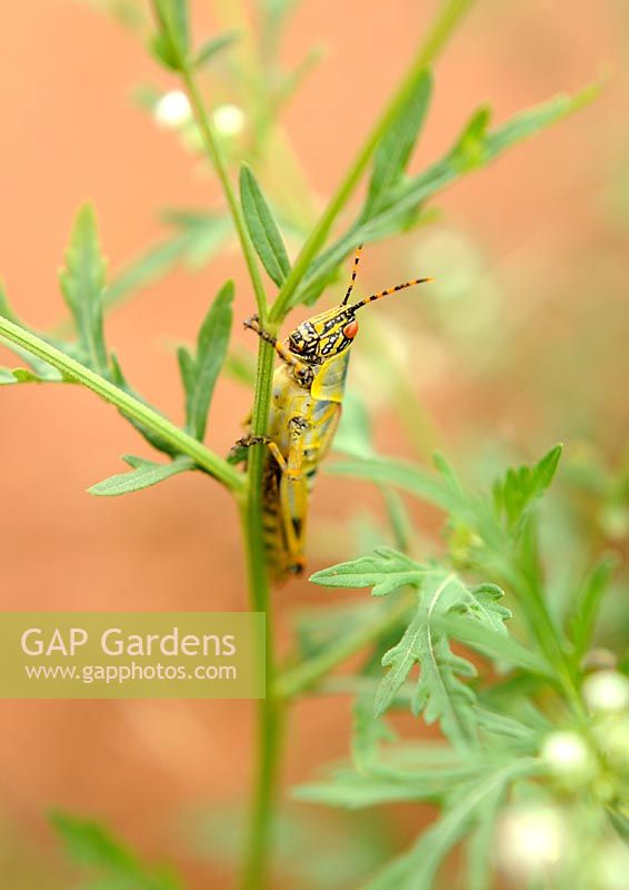 Orthoptera: Pyrgomorphidae - Swaziland Elegant grasshopper