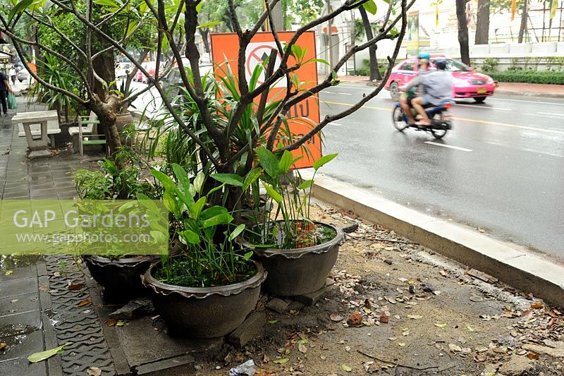 Miniature ponds with lilies and goldfish in huge pots - Bangkok Thailand. Along most of the sidewalks of the city.